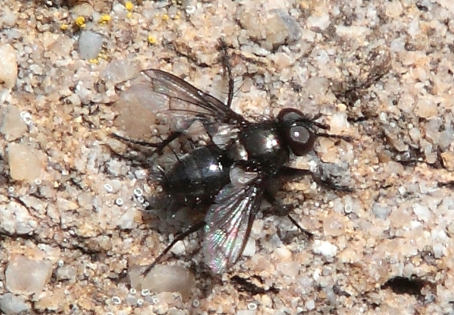 Kirbya moerens, Tachinidae